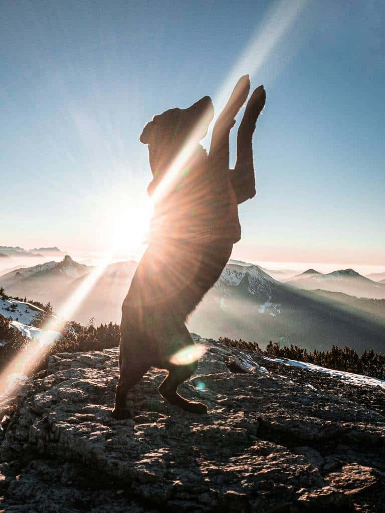 Eco-Friendly Glamping In The Alps 1 glamping